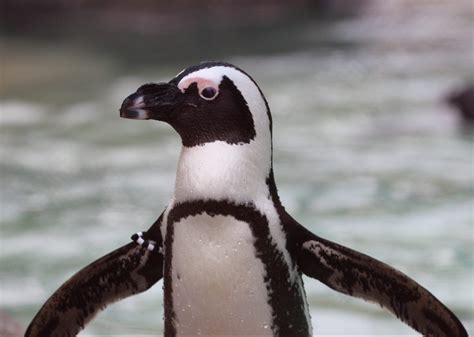 African Penguin | Tulsa Zoo