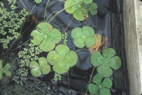 Marsilea quadrifolia - Alchetron, The Free Social Encyclopedia