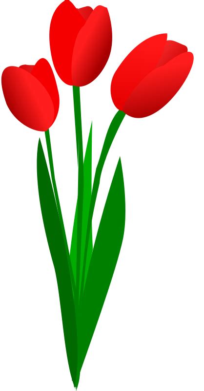 Free Clipart: Three red tulips | OlKu