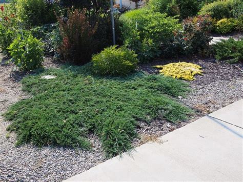 Creeping Juniper Ground Cover: Types, Care, and Propagation | Dengarden