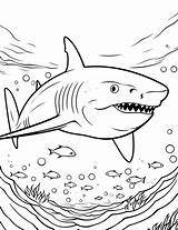 50 Shark Coloring Pages Fun Printable Sheets sketch template