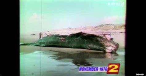 The Infamous Exploding Whale Incident of 1970