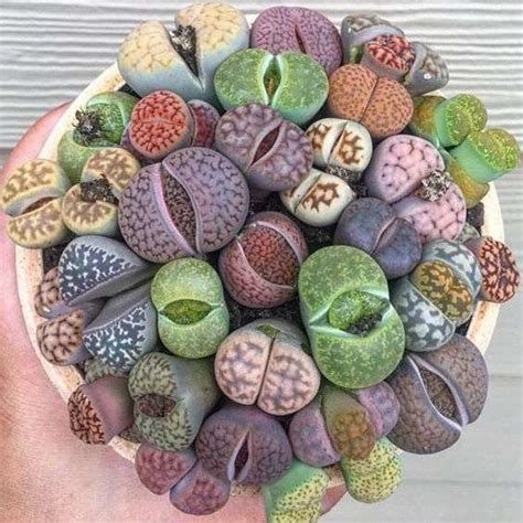 “Lithops” or Living Stone Plants – A Growers Complete Guide - UnusualSeeds