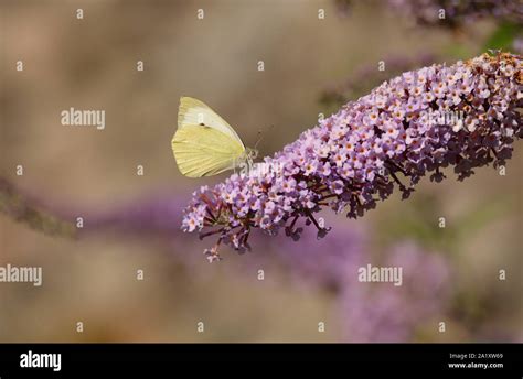 Large White butterfly on buddleia flowers. Kent, England, UK Stock Photo - Alamy