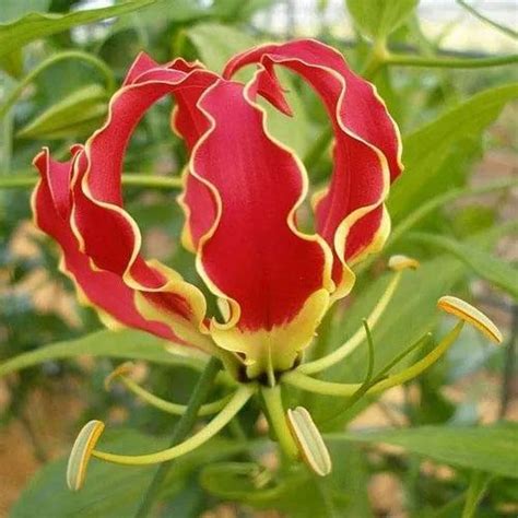 Flame Lily Seeds at Rs 2000/pack | Ondipudur | Coimbatore | ID: 19718874330