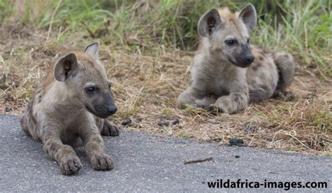 Two Hyena cubs - Herman Van Vuuren