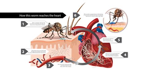 Heartworm Disease | MilbeGuard® from Ceva