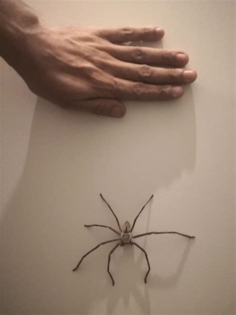 Impressive sized huntsman on the wall. Brisbane, Australia : r/spiders