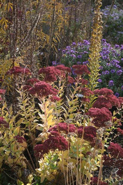 8 Perennials for Great Fall Color