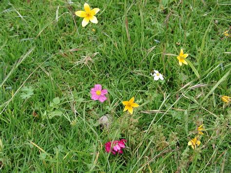 wildflowers on grass Free Photo Download | FreeImages