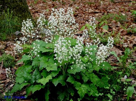 Foam flower (Tiarella cordifolia)