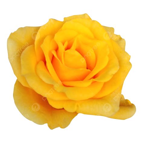 Yellow Rose Flower Image, Rose Flower, Yellow Flowers, Beautiful PNG Transparent Clipart Image ...