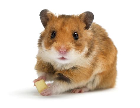 Hamster Names and Meanings - Pet Ponder