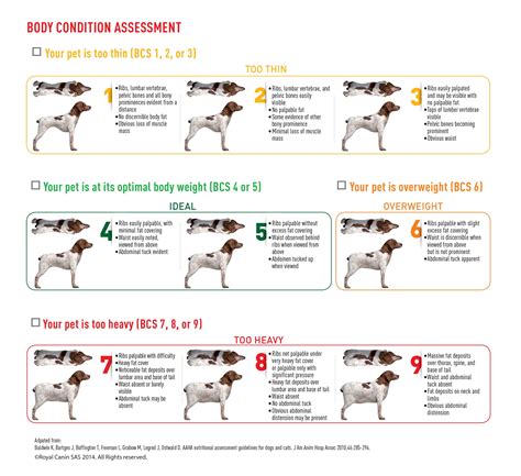 Prevent Chronic Kidney Disease | Winterset Veterinary Center