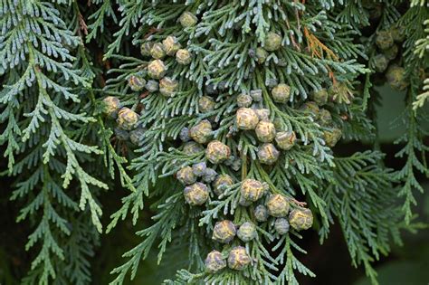 Port Orford Cedar: Rare Conifer with Unique Foliage