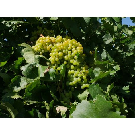 Summer Muscat Seedless Grape - Heritage Fruit Trees