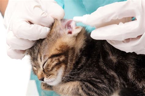 Ear Mites In Cats – TheCatSite Articles