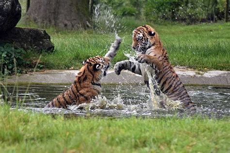 Kawal Wildlife Sanctuary, Adilabad (Andhra Pradesh)