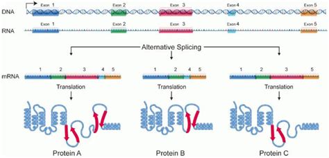 Protein isoform - Alchetron, The Free Social Encyclopedia