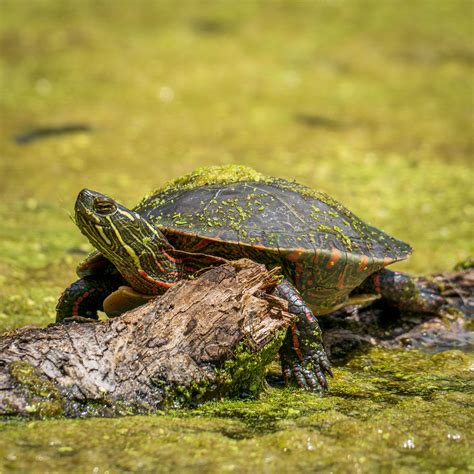 Midland Painted Turtle at St Johns Conservation Area : r/niagara