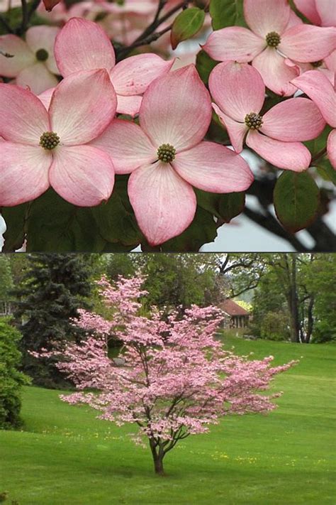 Kaufen Sie Pink Chinese Dogwood Cornus Kousa & # 39; Satomi & # 39; Bäume zum Verkauf online von ...