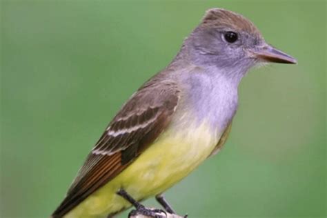 Michigan's Winter Birds - Michigan Wildlife Council