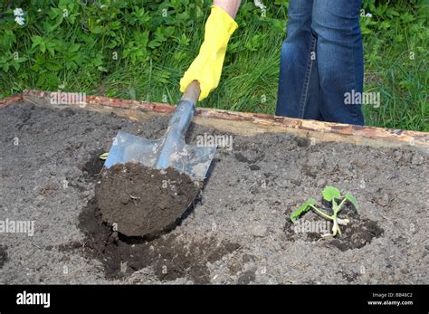 digging by shovel Stock Photo - Alamy