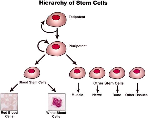 The Chemistry of Tissue Engineering: Stem Cells and Tissue Engineering