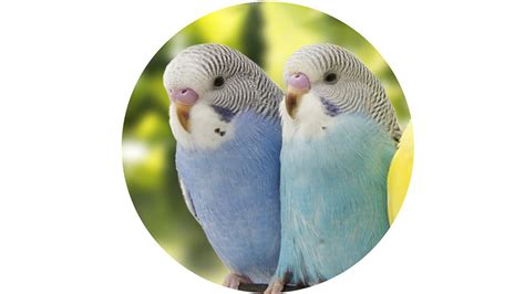 Budgies – the UK’s Favourite Pet Bird – Johnston & Jeff