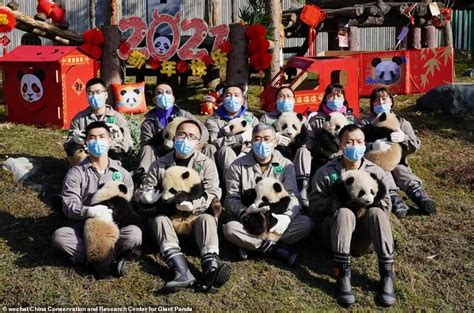 Ten panda cubs make public debut at a Chinese breeding centre ahead of Lunar New Year - BroRead.com