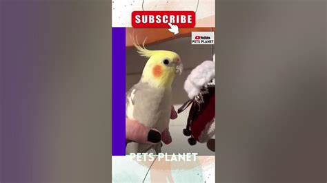 Funny Talking Birds Talkative Birds Are The Paw-fect Pets - Funny Birds Video - Pet Bird Video ...