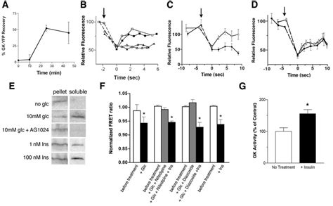 Participation of insulin autocrine/paracrine feedback loop in ...