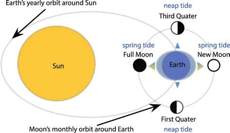 Neap Tides Definition | Neap Tides Moon Phase | Neap Tides Diagram – Home Deco