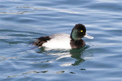 Male Lesser Scaup Photograph by Shoal Hollingsworth - Fine Art America