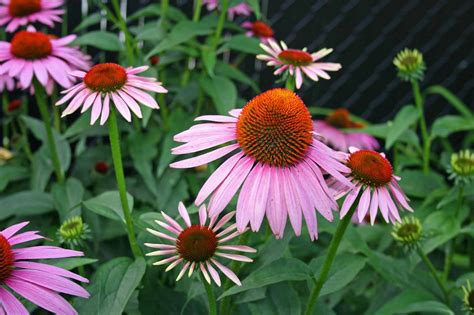 Flowers That Last All Year In Texas - This garden favorite puts out large showy blossoms in ...