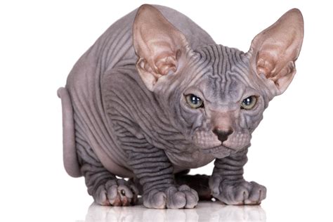 Why Are Sphynx Cats Bald? - Cat-World