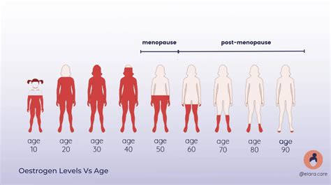 The Menstrual Cycle - Phases, hormones and their functions | Elara Care