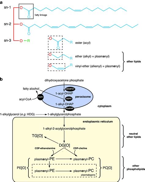 What Are The 2 Main Types Of Lipids - Infoupdate.org