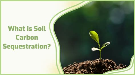 What is Soil Carbon Sequestration? 🌎