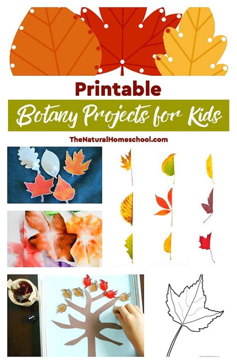 Printable Botany Projects for Kids and Learning Leaf Activities - The Natural Homeschool ...