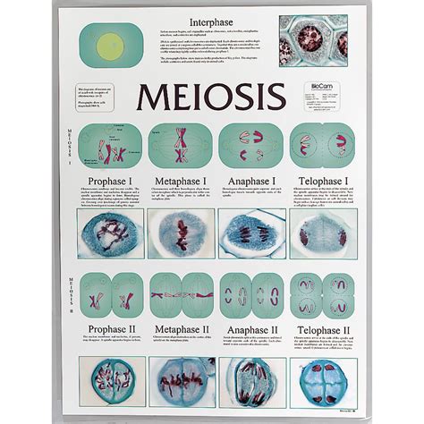 Meiosis Cell Division Chart | Carolina.com