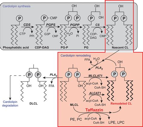 Biosynthesis and remodeling of cardiolipin. Putative pathways of CL... | Download Scientific Diagram