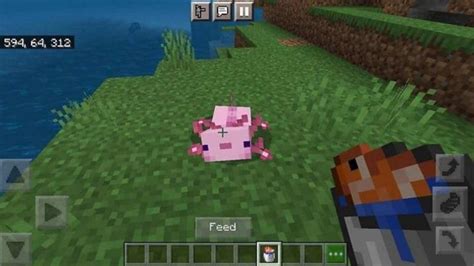 How to Breed Axolotls In Minecraft: A Complete Guide | GameGrinds