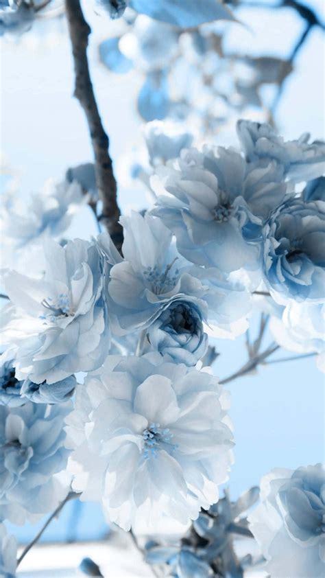 Download Pastel Blue Aesthetic White Flowers Wallpaper | Wallpapers.com