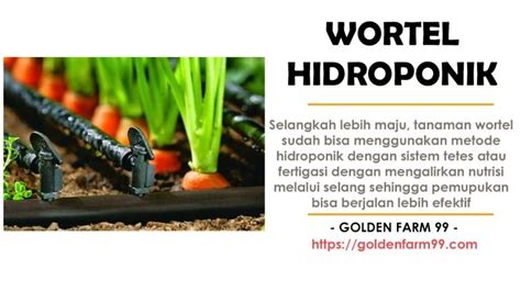 Cara mudah budidaya tanaman wortel dengan sistem hidroponik – Golden Farm 99 | Media Online ...