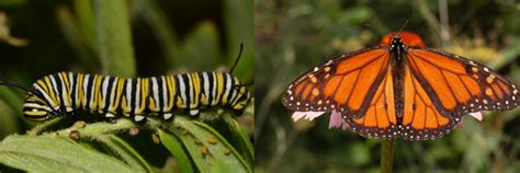 California Native Caterpillars & Their Host Plants