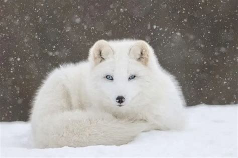 Arctic Animals & their Unique Adaptations - Nature Roamer