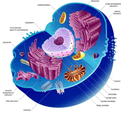 Gambar Sel Hewan Tumbuhan Incible Gambar Bawah Skema Beserta Keterangannya Fauna di Rebanas ...