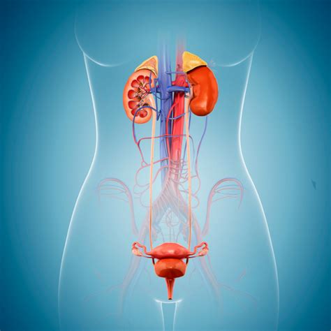 Bladder Problems | Living With Superficial Siderosis