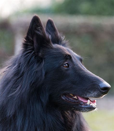 Jana in the evening | Belgian sheepdog, Belgian shepherd, Dog breeds